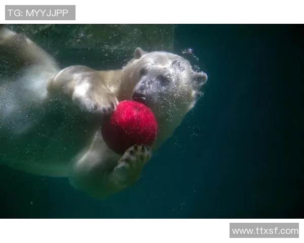 动物界的足球明星们谁能在绿茵场上大放异彩让我们一起来看看这些可爱的运动员们